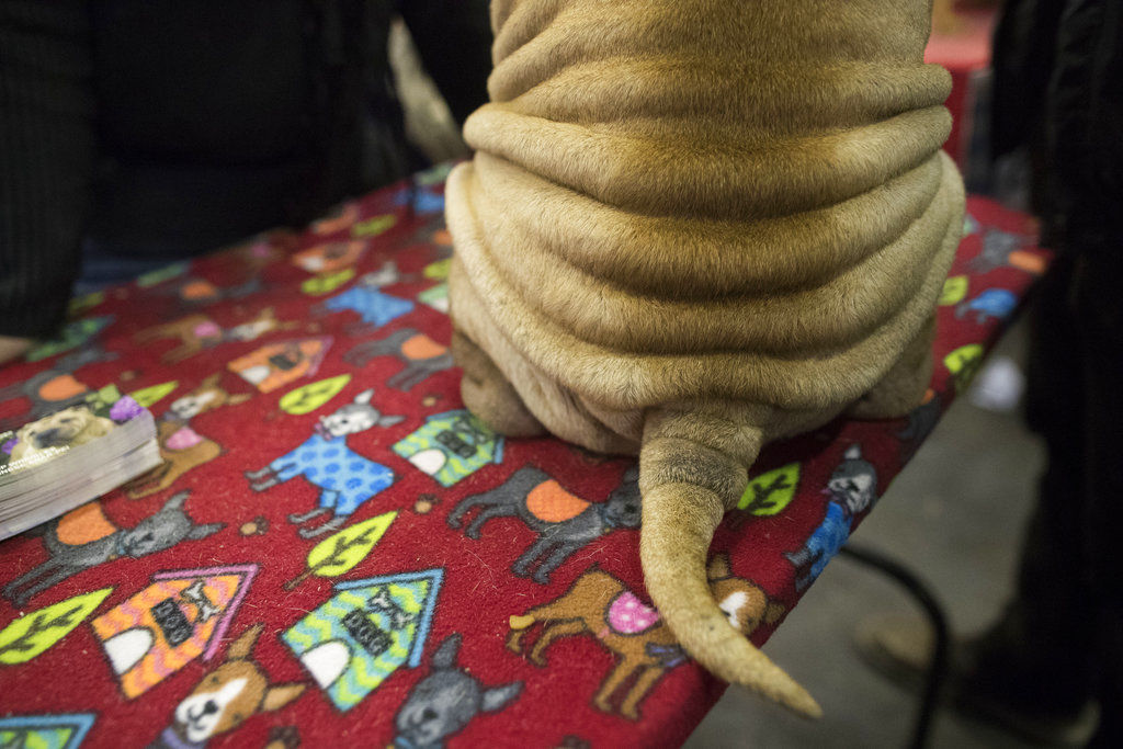 Westminster Dog Show